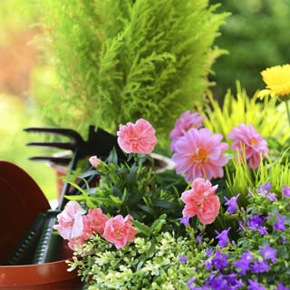 Jardinier 63